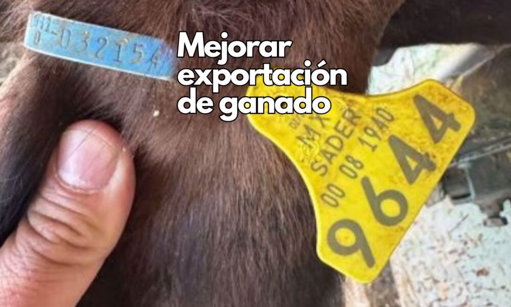 Capacitan a productores en el proceso de exportación de ganado tras reapertura de estación cuarentenaria San Jerónimo-Santa Teresa