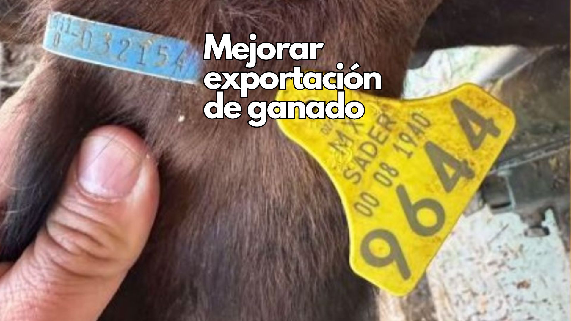 Capacitan a productores en el proceso de exportación de ganado tras reapertura de estación cuarentenaria San Jerónimo-Santa Teresa