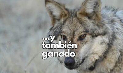 Condado en Nuevo México analiza declarar emergencia por ataques de lobos grises