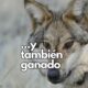 Condado en Nuevo México analiza declarar emergencia por ataques de lobos grises